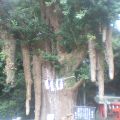 樹齢 800年　イチョウの木